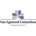 101463 - Van Egmond Lisianthus