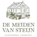 de meiden van van Steijn